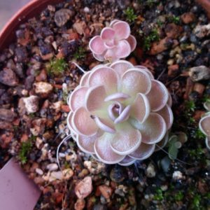 Pinguicula - Fettkraut