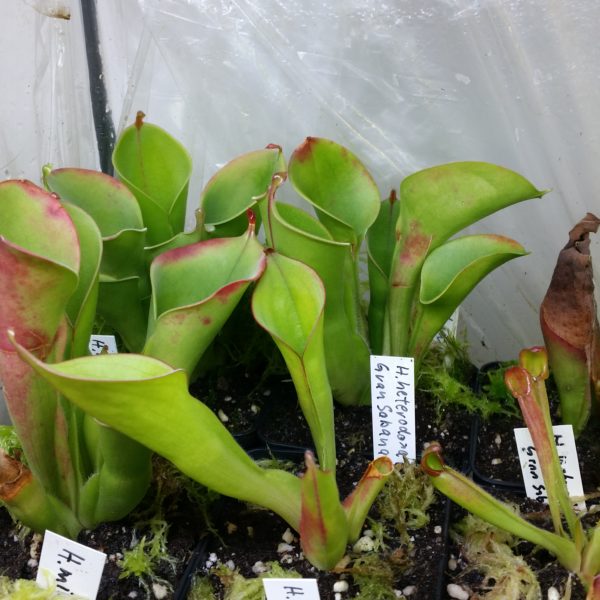 Heliamphora heterodoxa Gran Sabana