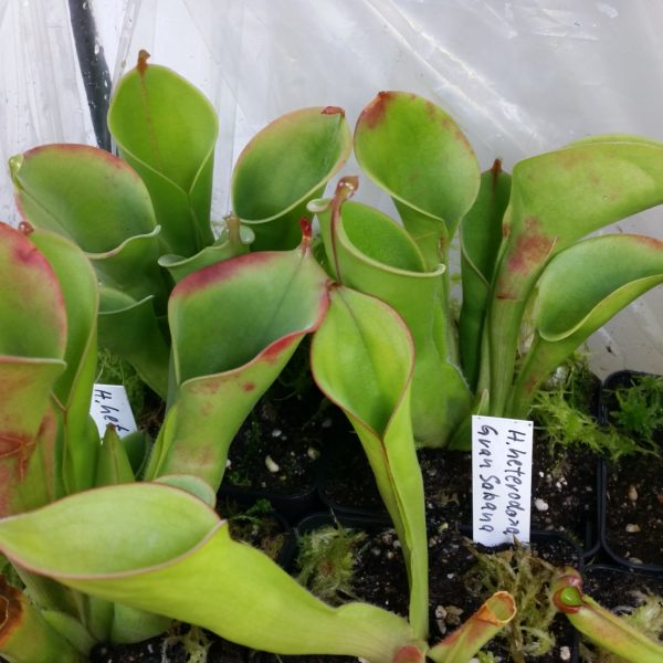 Heliamphora heterodoxa Gran Sabana – Bild 2