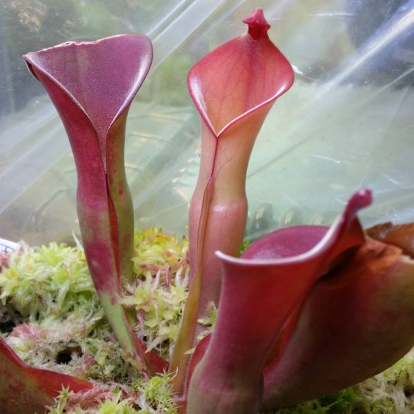 Heliamphora heterodoxa x nutans – Bild 2