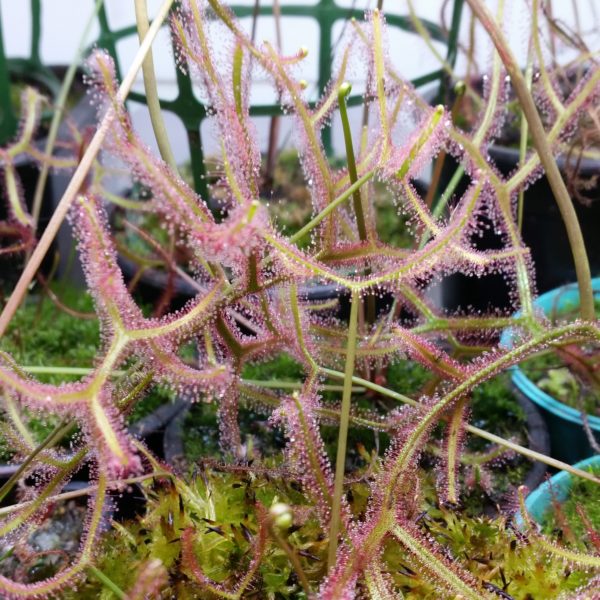 Drosera binata multifida extrema