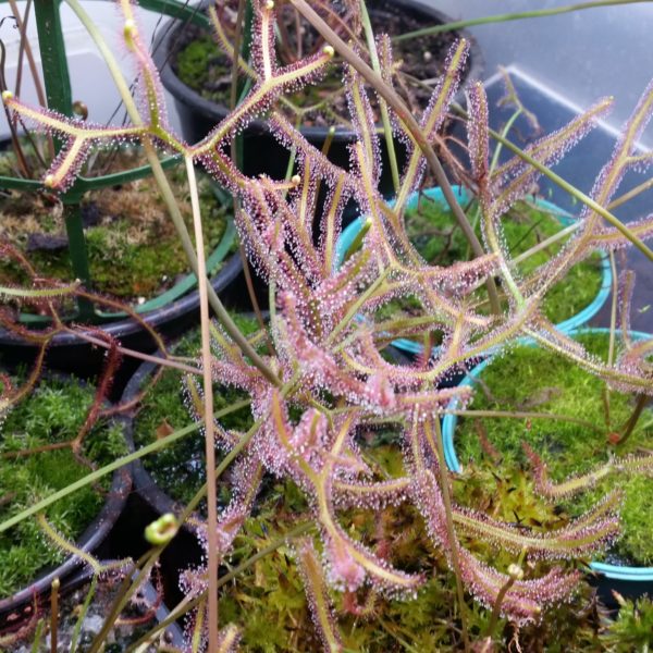 Drosera binata multifida extrema – Bild 2