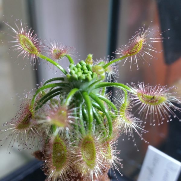 Drosera scorpioides Brutschuppen 15 Stk.