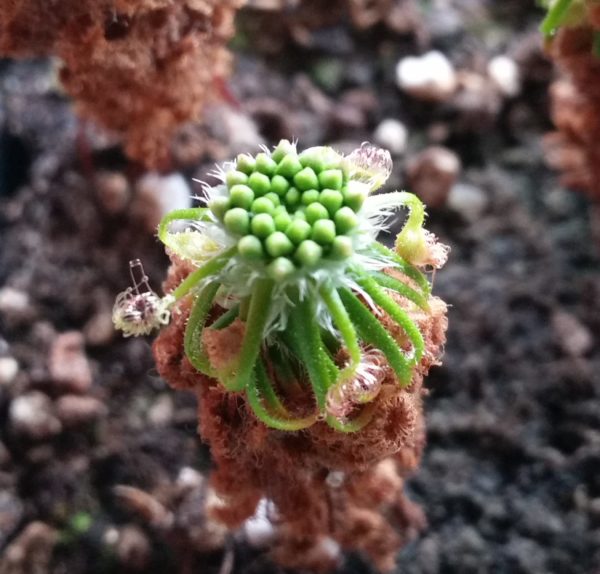 Drosera scorpioides Brutschuppen 15 Stk. – Bild 2