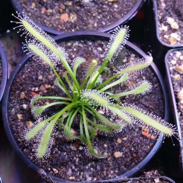 Drosera capensis alba