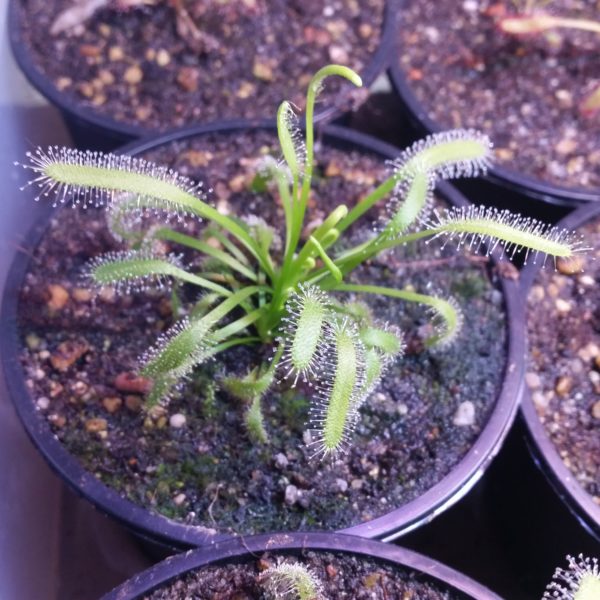 Drosera capensis alba – Bild 2