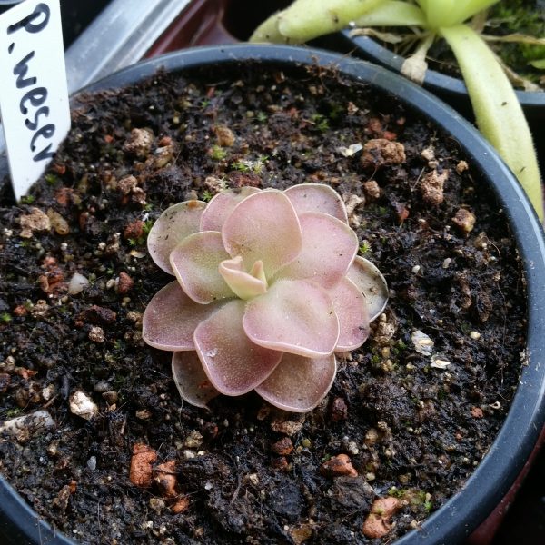 Pinguicula weser – Bild 2