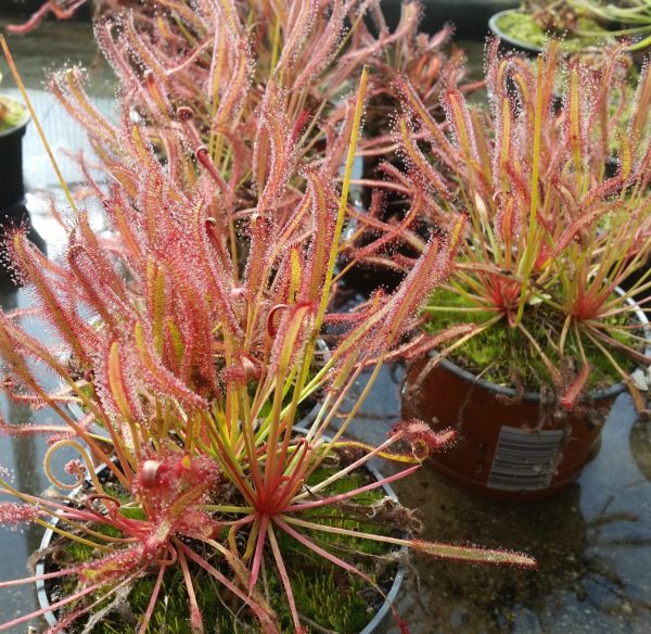 Drosera capensis red