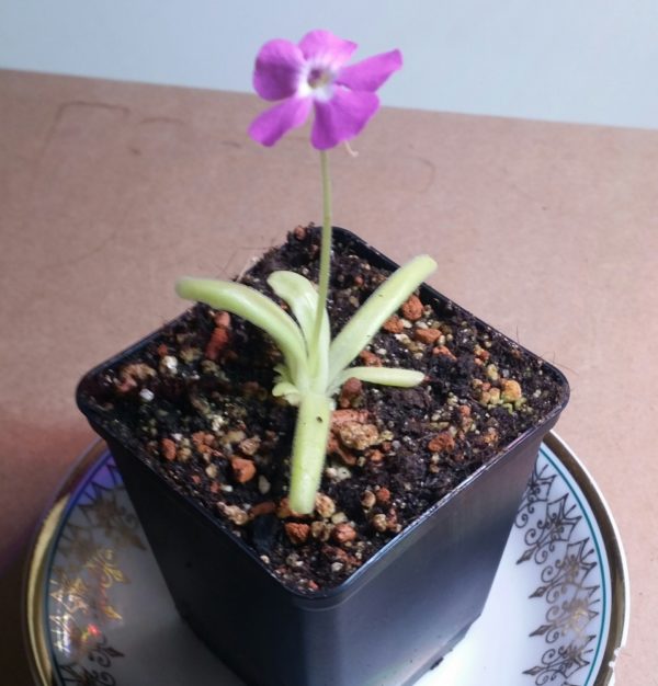 Pinguicula ehlizabethiae x moctezumae