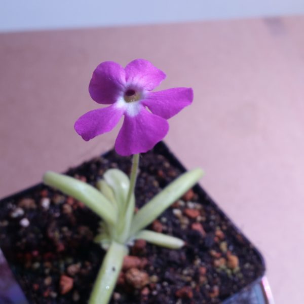 Pinguicula ehlizabethiae x moctezumae – Bild 2