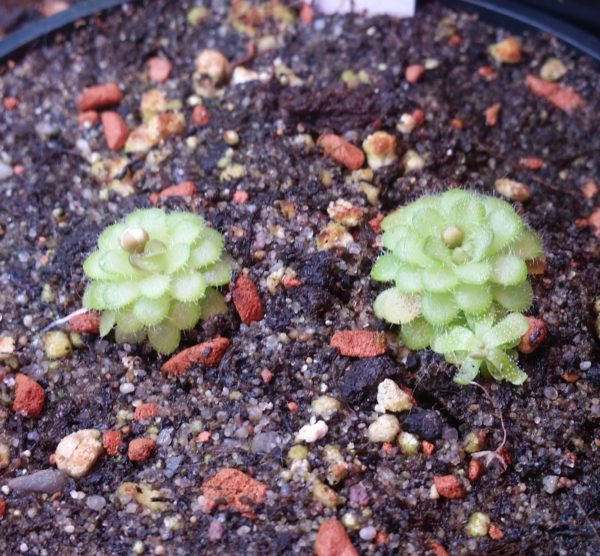 Pinguicula gracilis