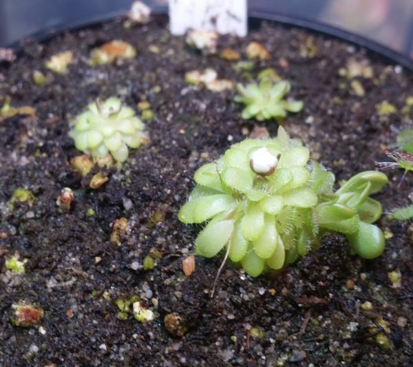 Pinguicula gracilis – Bild 2