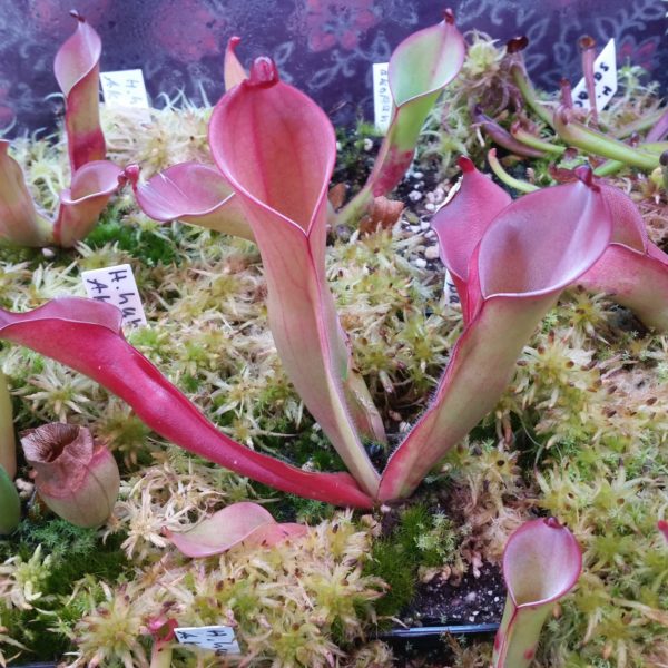 Heliamphora huberi (Angasima Tepui)