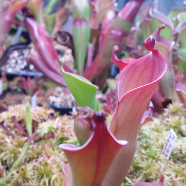 Heliamphora huberi (Angasima Tepui) – Bild 2