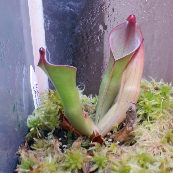 Heliamphora folliculata (Murosipan Tepui)