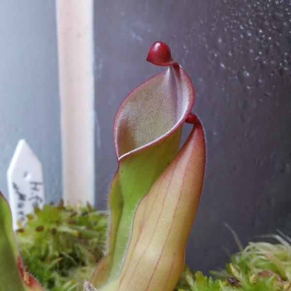 Heliamphora folliculata (Murosipan Tepui) – Bild 2