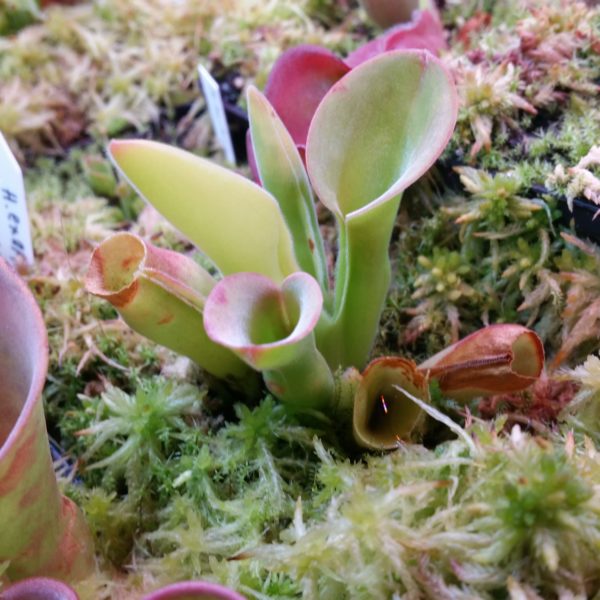 Heliamphora exappendiculata (Amuri Tepui)