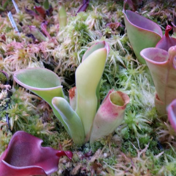 Heliamphora exappendiculata (Amuri Tepui) – Bild 2