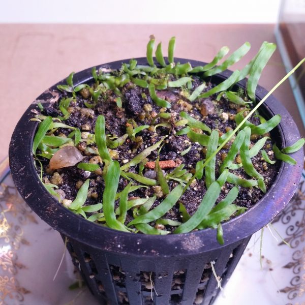 Utricularia prehensilis – Bild 2