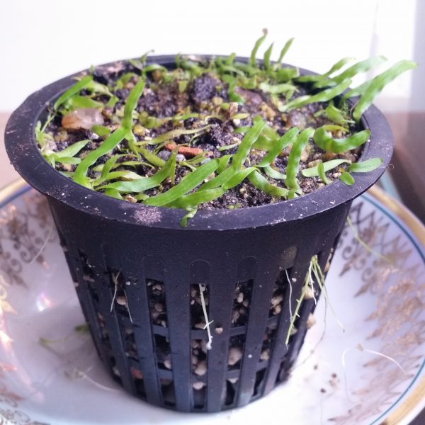 Utricularia prehensilis
