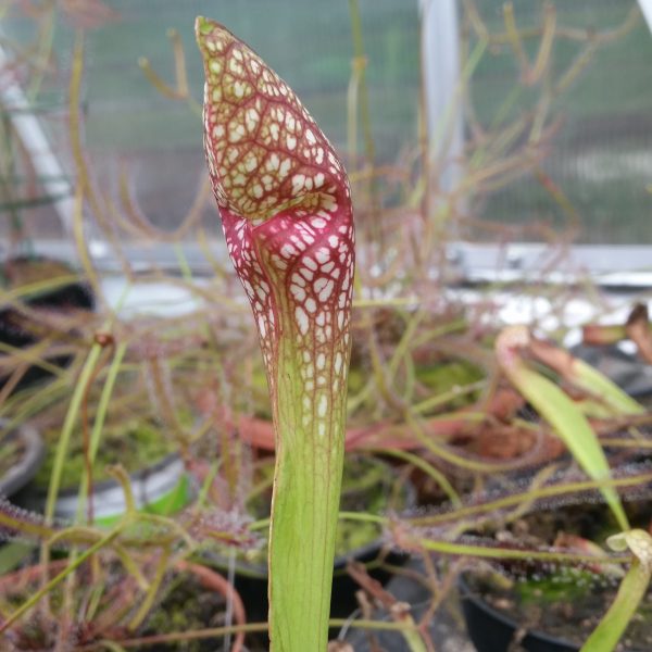 Sarracenia psittacina – Bild 2