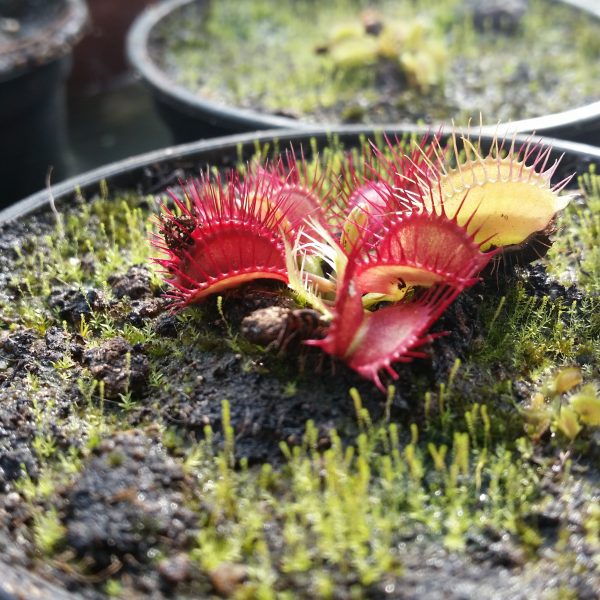 Dionaea phalanx