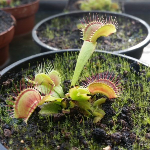 Dionaea phalanx – Bild 2