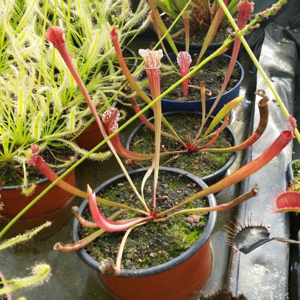Sarracenia hybrid 1