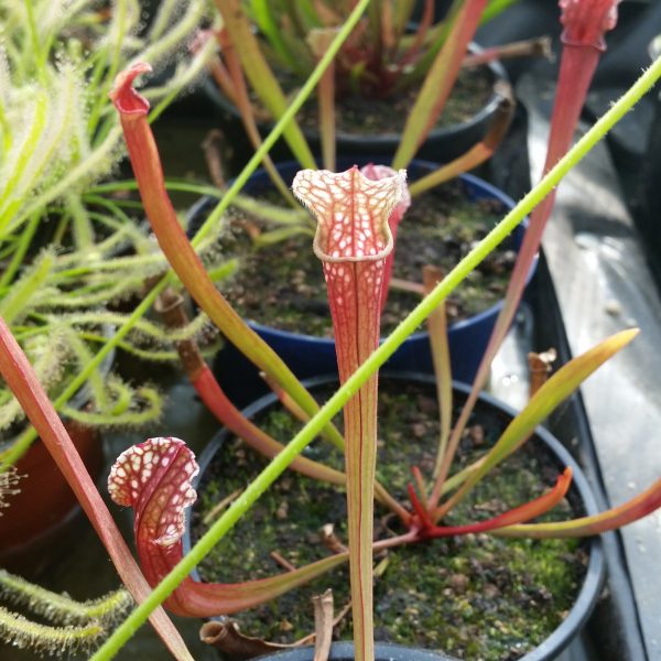 Sarracenia hybrid 1 – Bild 2