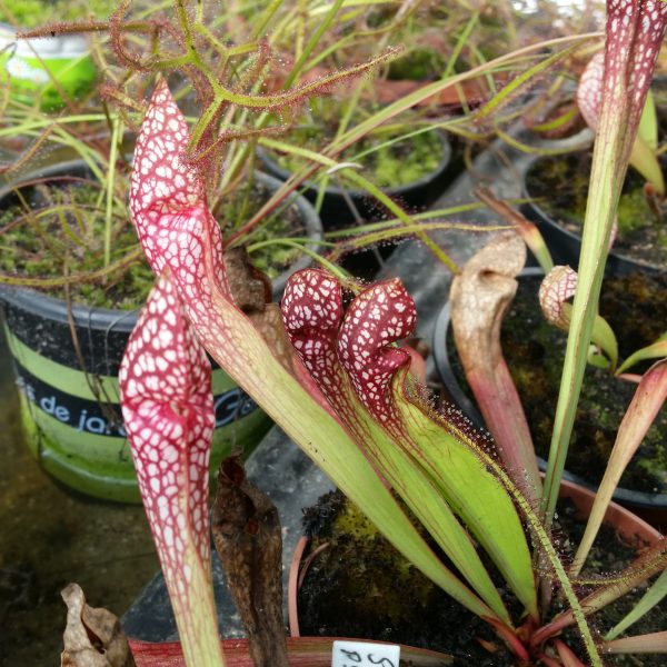 Sarracenia psittacina