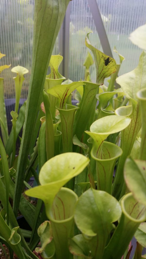 Sarracenia flava