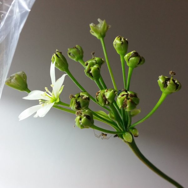 Dionaea muscipula Samen (30 Stk.) – Bild 2