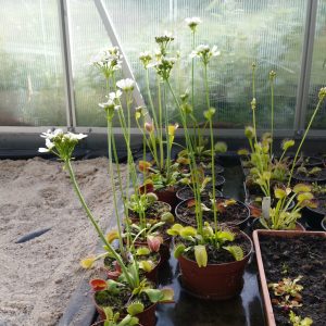100 Samen Seltene Nepenthes Flytrap Balkon Topfpflanze Topfpflanzen CarnivoU Gv 