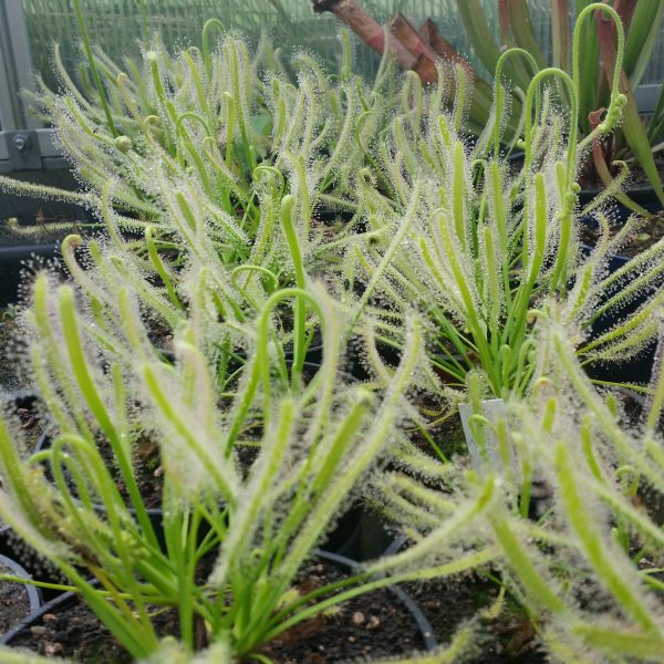 Drosera capensis alba Samen (50 Stk.)