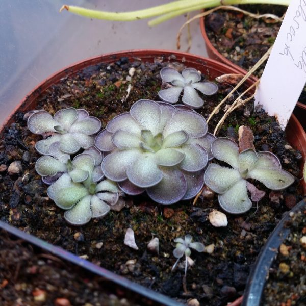 Pinguicula cyclosecta – Bild 2