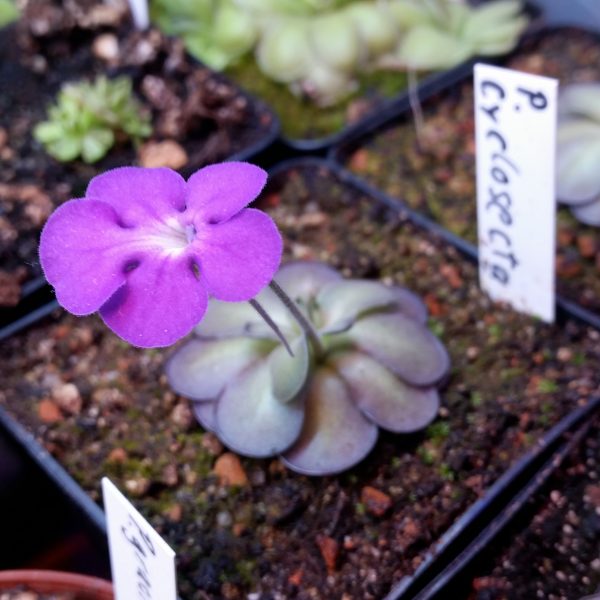 Pinguicula cyclosecta