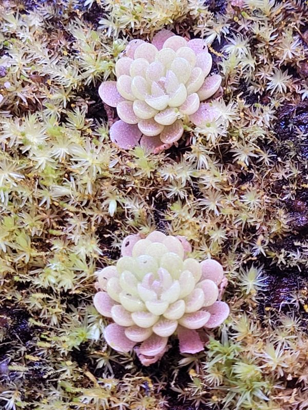 Pinguicula ehlersiae