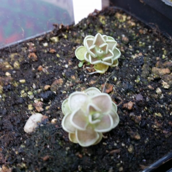Pinguicula spec. red