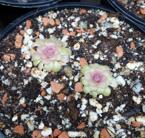 Pinguicula sethos – Bild 2