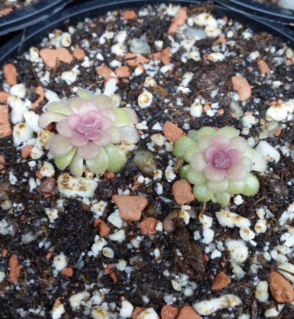 Pinguicula sethos