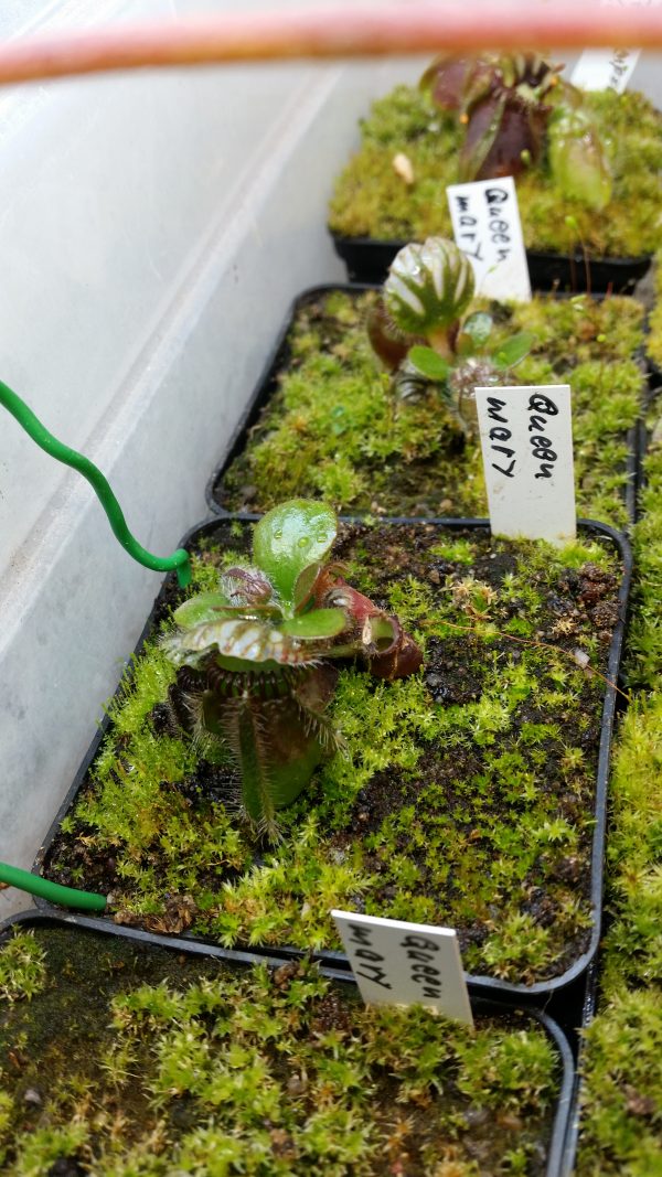 Cephalotus Queen Mary – Bild 2