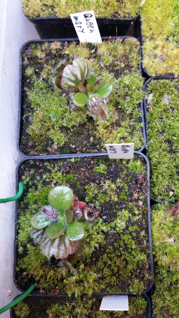 Cephalotus Queen Mary