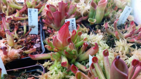 Heliamphora spec. venamo juvenil – Bild 2
