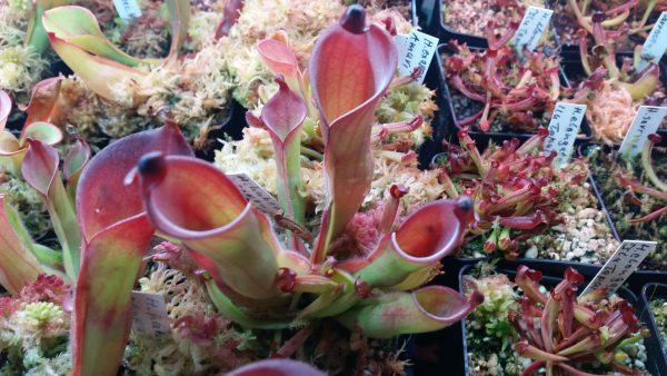 Heliamphora huberi (Akopan Tepui)