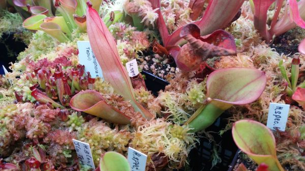 Heliamphora spec. venamo juvenil