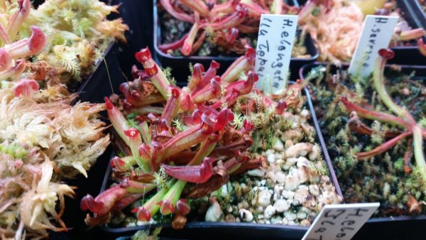 Heliamphora elongata (Ilu Tepui) juvenil