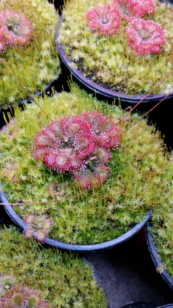 Drosera capillaris