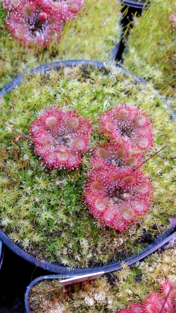 Drosera capillaris – Bild 2