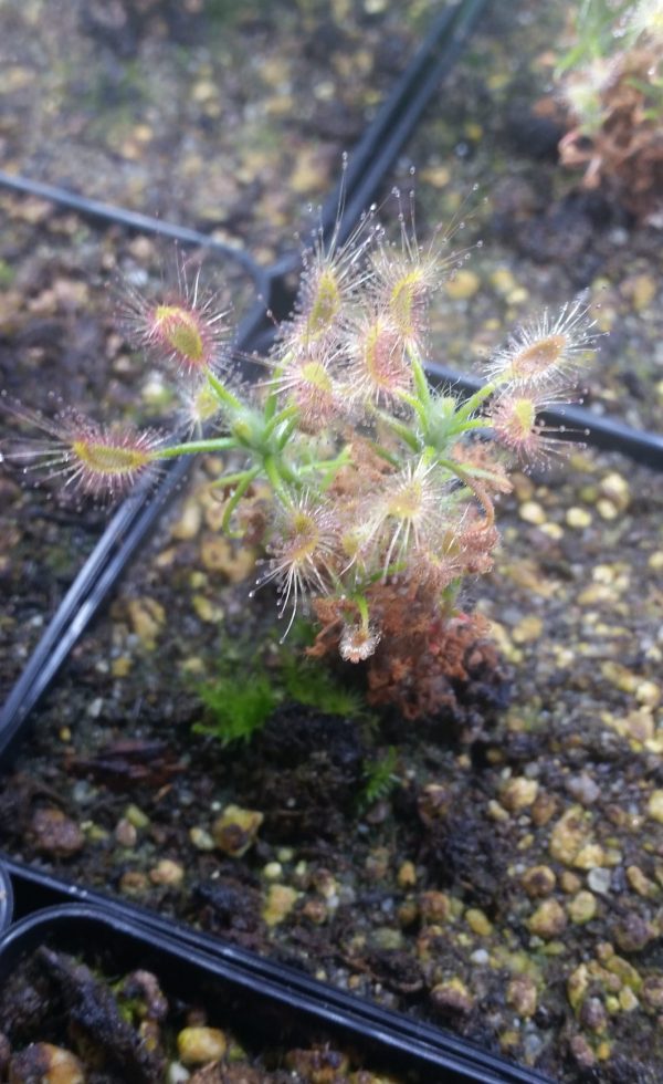 Drosera scorpioides