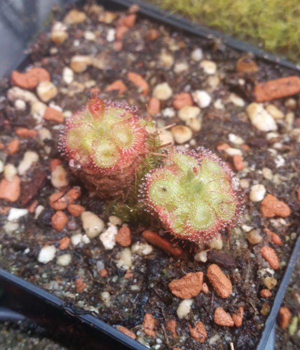 Drosera sessilifolia